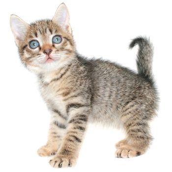 Small kitten on a white background.