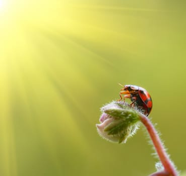 Ladybug in the sun on a flower bud.