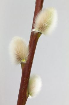 Spring pussywillow