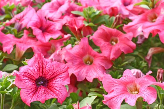 Pink petunias close.