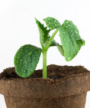 Small plant isolated on white