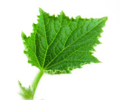 Small leafe of cucumber