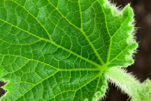 Small leafe of cucumber