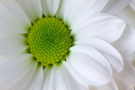 White chrysanthemum flower