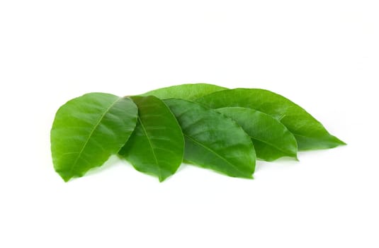 Green laurel leaves isolated on white