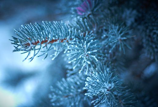 Winter frost on spruce  christmas tree  close-up .Shallow depth-of-field. 