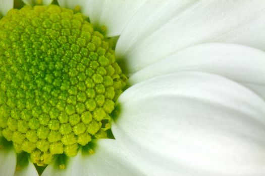 White chrysanthemum flower