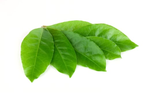 Green laurel leaves isolated on white