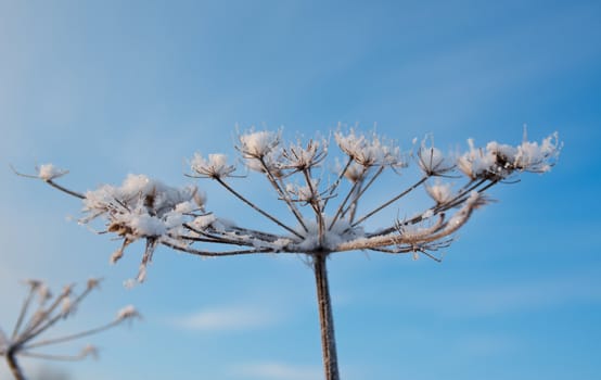 Winter landscape.Winter scene .Frozenned flower