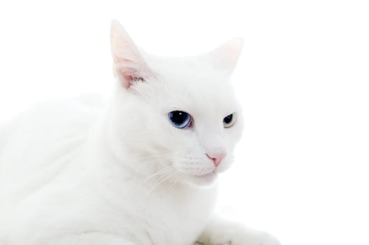 Close-up of White cat. Isolated on white.