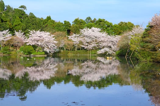 Kyoto, Japan - cherry blossoms (sakura) at famous Ryoanji temple garden