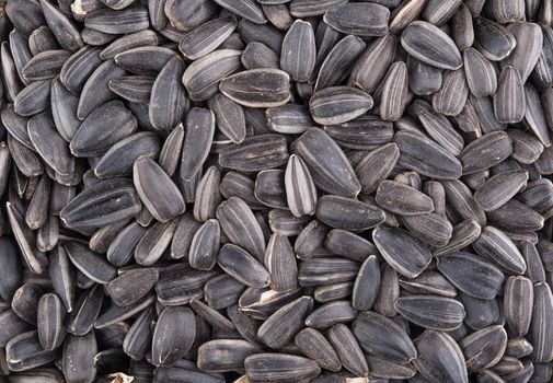 Sunflower dry seeds background with detail closeup