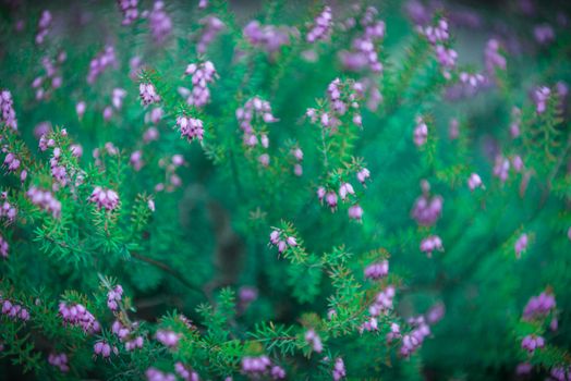 Erica Herbacea, a common decorative flower with purple blossoms start to bloom in spring. 