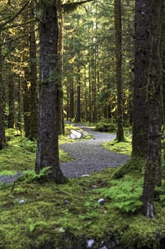 A path winding through a rainforest in Alaska