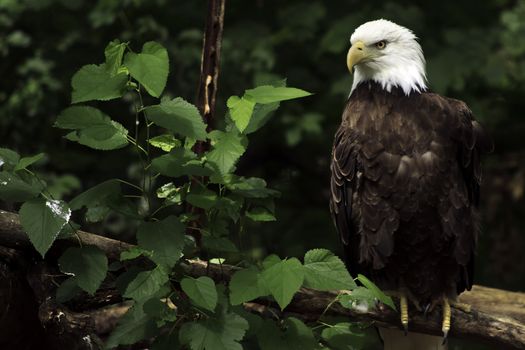 Portrait of an American Bald Eagle perched on a branch on a tree