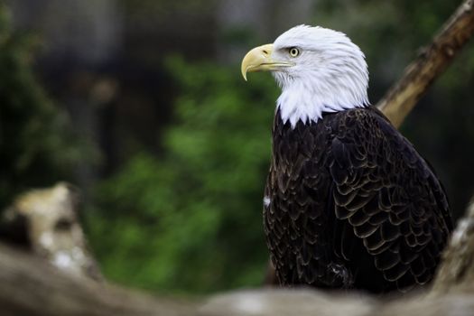 Portrait of an American Bald Eagle perched on a branch on a tree