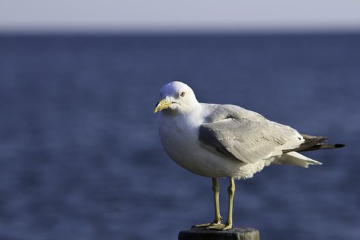 Portrait of a Seagull perched on a post, looking at the camera, with a blue lake and the horizon in the background.