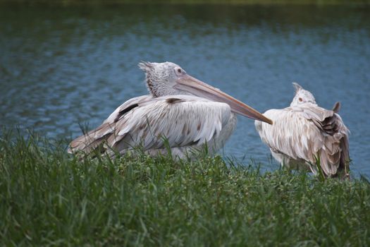 Two brown pelicans standing by the pool