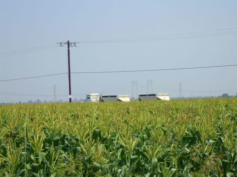 Tall corn plants on a sunny day.