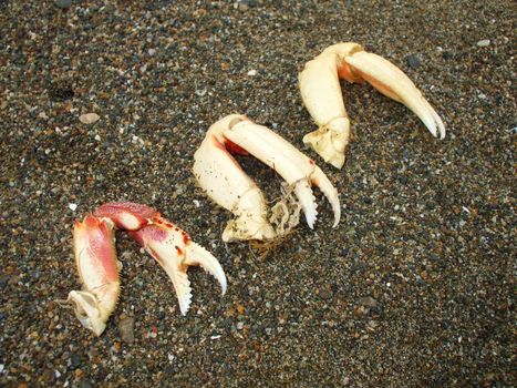 Crab pincers close up on a sand.