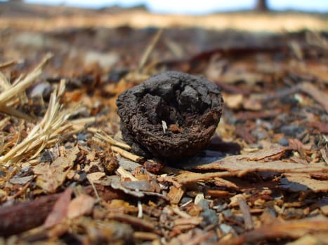 Close up of an eucalyptus seed.