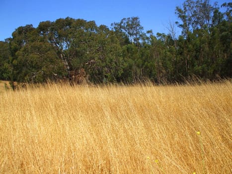 Grass field on a sunny day.