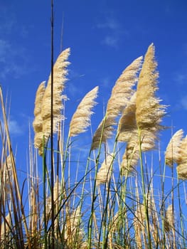 Close up of the feather plants over blue sky.