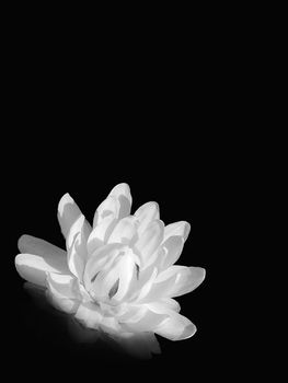 Lilly on the black background