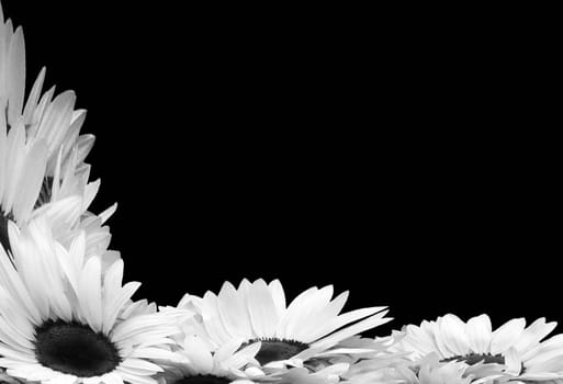 Sunflowers on black background