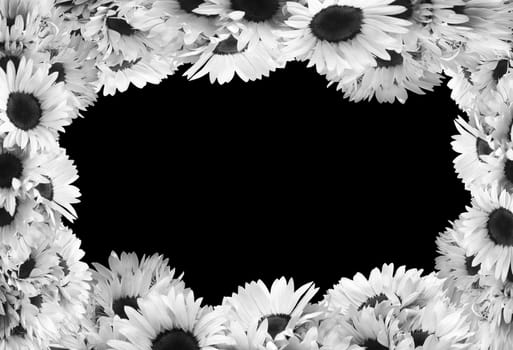 Sunflowers on blblack ue sky background