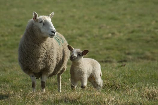 a mother sheep standing protectively over her young spring lamb 