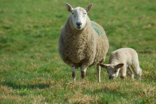 a mother sheep watching for danger as her spring baby lamb eats some grass.