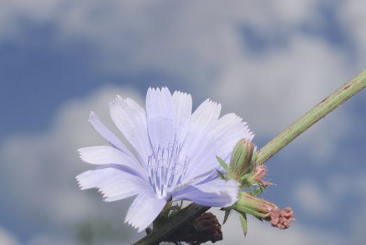 Chicory used as a means to improve the appetite and improve digestion; broth roots have antimicrobial properties and astringent