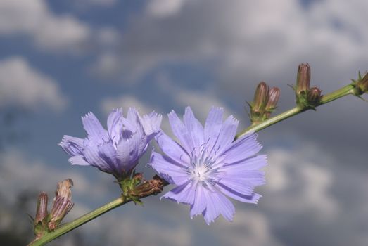 Chicory used as a means to improve the appetite and improve digestion; broth roots have antimicrobial properties and astringent