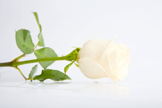 white rose and it reflecction