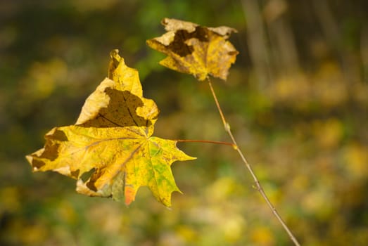 Autumn leaves on the fringe of the forest