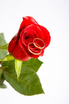 wedding gold rings on the red rose