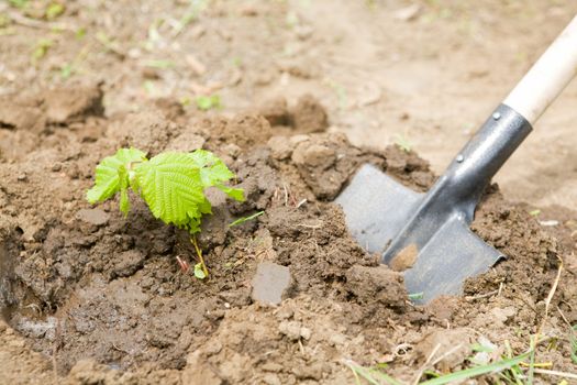 young small tree on the shovel