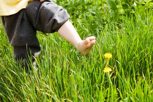 bare foot of the child over dandelion
