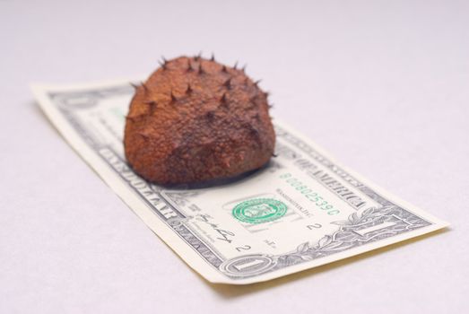 Thorny chestnut on the dignity of one dollar banknote