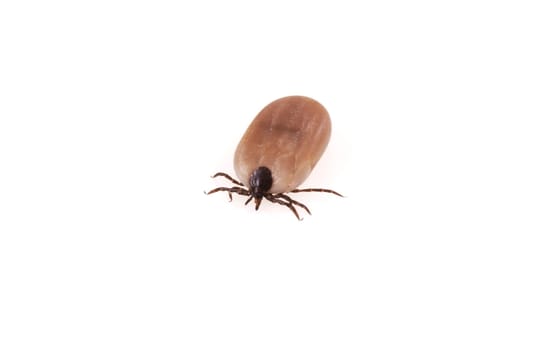 A close up of a tick on a white background.