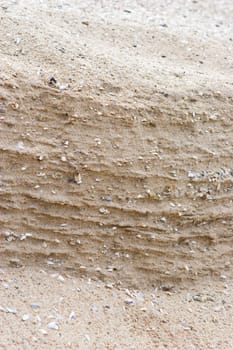 different sea shells in the sand of the sea shore