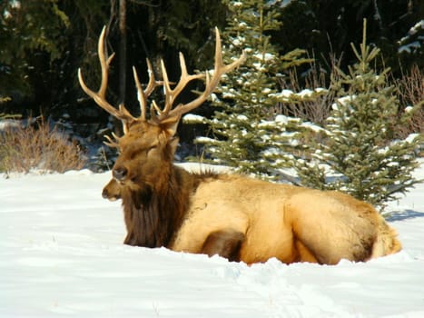 male and female elk sunny on a warm winter day