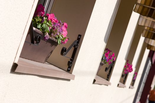 flowers in windows of houses