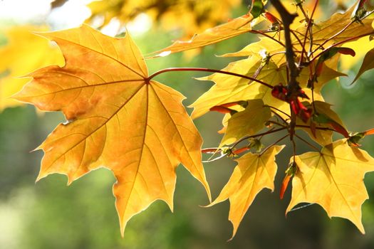 Orange autumn maple leaves for background