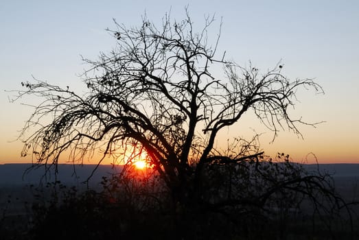 Sunset with tree