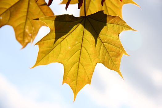 Orange autumn maple leaves for background