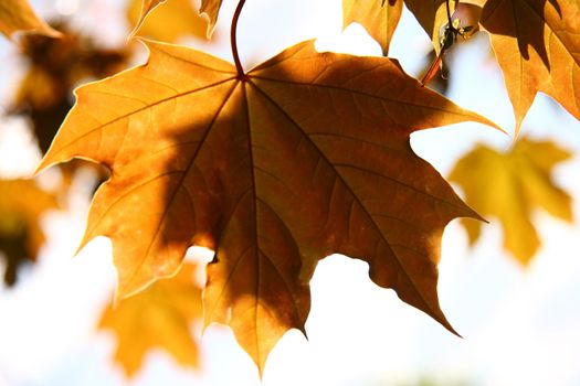 Orange autumn maple leaves for background