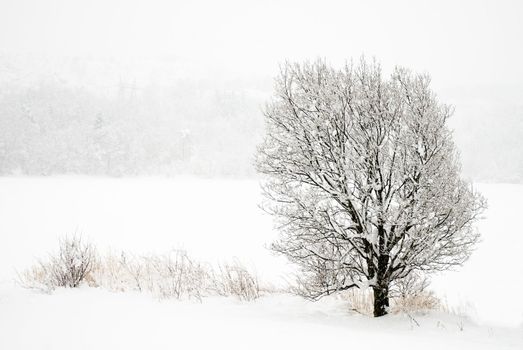 Tree in snowy weather in norway