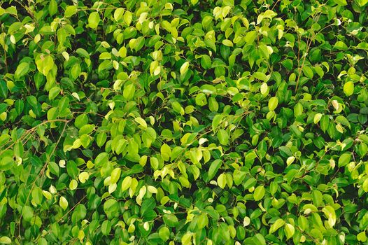 Lush verdure of fresh green leaves